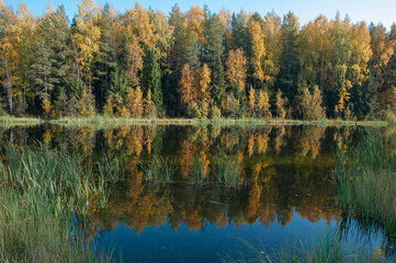 River in the autumn forest on a Sunny day, trees are reflected in the water.