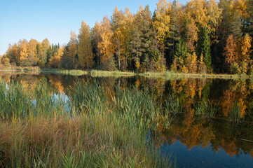 River in the autumn forest on a Sunny day, trees are reflected in the water.