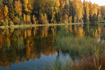 River in the autumn forest on a Sunny day, trees are reflected in the water.