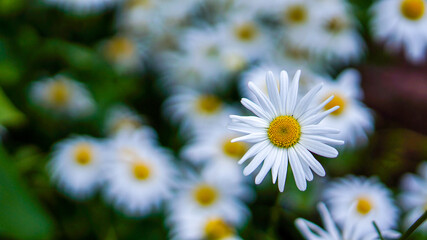 chamomile field. chamomile closeup. white chamomile