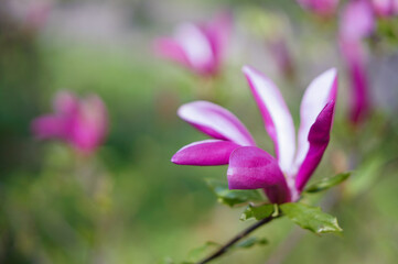 Spring magnolia flowering. Kyiv, Ukraine
