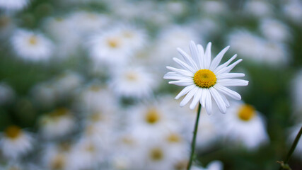 chamomile field. chamomile closeup. white chamomile