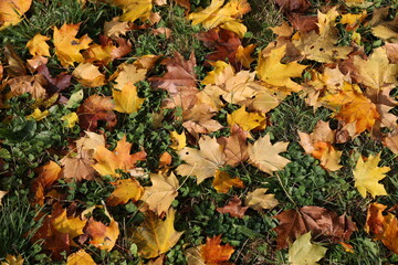 Maple leaves lie in the grass in autumn