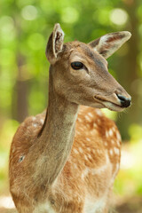 Hirschkuh vom Rotwild im Porträt mit Blick zur Seite