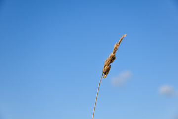 One dry grass straw