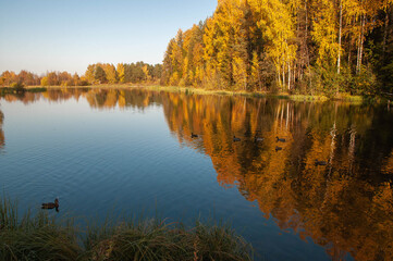 Trees with fall foliage are reflected in the water. A flock of wild ducks swims along the river.