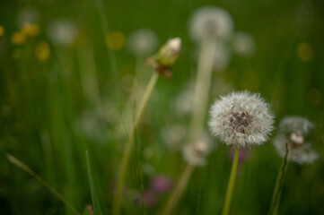 Frühling im Allgäu, verblühter Löwenzahn