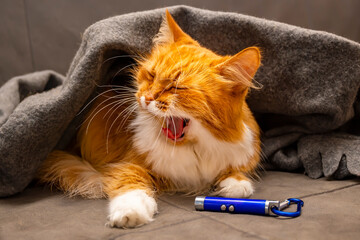 red siberian fluffy cat yawns and lies on the sofa under a warm blanket, coverlet, next to a toy, a...