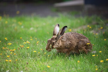 Europäischer Feldhase auf grüner Sommerwiese