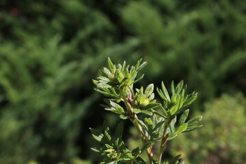 green flowers of Potentilla in the garden