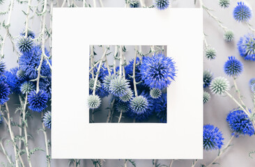 Beautiful eryngium flowers lying as a frame on pastel background.
