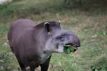 L'heure du repas pour le tapir