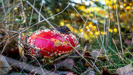 muchomor czerwony gatunek grzybów należący do rodziny muchomorowatych © Franciszek