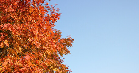 Tree tops on blue sky in autumn. Autumn trees tops view with copy space. 