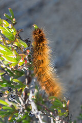 Hairy Caterpillar