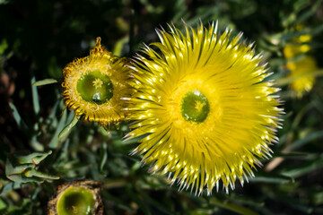 Close-up Fynbos Flowers