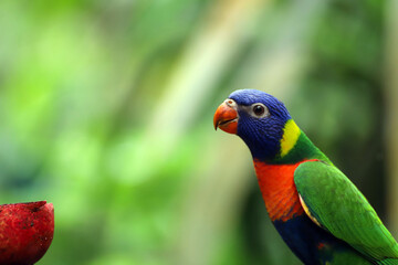 couleurs sous un climat tropical