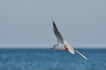 Fliegende Möwe über dem Meer
