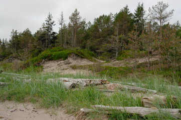 pine forest along the White sea coast
