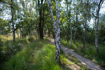 Obraz premium Green lung of North Brabant, Kempen forest in September, the Netherlands
