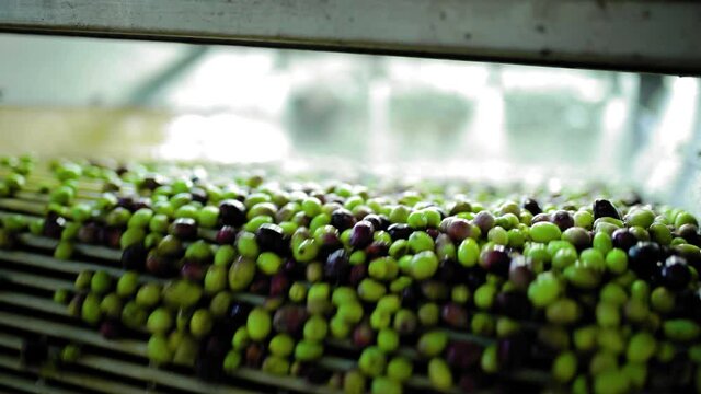 Frantoio per la spremitura di olive, olio extra vergine di oliva italiano