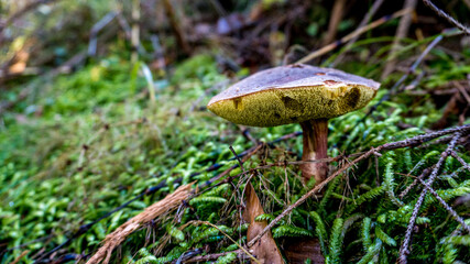 runo leśne, grzyby w lesie, super tło do komputera