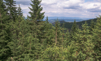 Coniferous forest in the mountains. Polish Tatra Mountains overgrown with dense trees. View on Zakopane. Mountain trail.