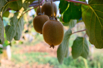Golden or green kiwi fruits hanging on kiwi tree in orchard in Italy