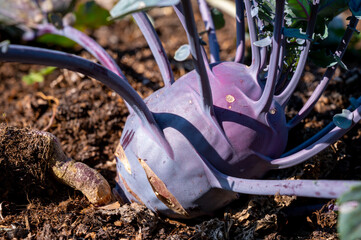 Organic purple kohlrabi cabbage growing in garden ready to harvest