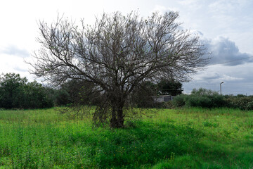 Obraz premium trees in the field