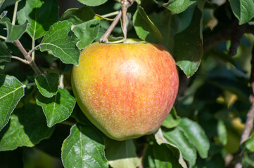 Large sweet braeburn apples ripening on tree in fruit orchard