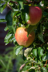 Large sweet braeburn apples ripening on tree in fruit orchard