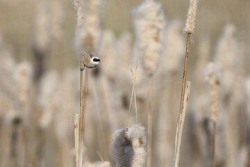 Eurasian penduline tit perched on reed