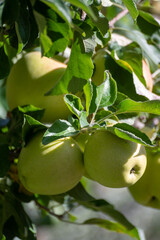 Large sweet braeburn apples ripening on tree in fruit orchard