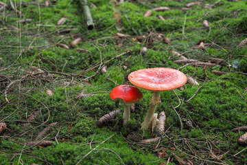 The Fly Agaric (Amanita muscaria) is a poisonous mushroom