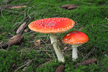 The Fly Agaric (Amanita muscaria) is a poisonous mushroom