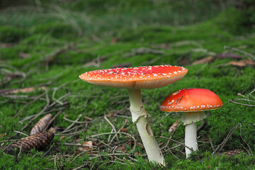 The Fly Agaric (Amanita muscaria) is a poisonous mushroom