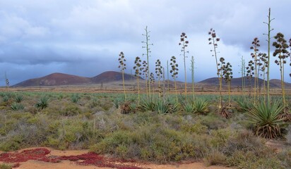 Paisajes volcanicos de la isla de lanzarote en las islas canarias, España, aorillas del oceano...