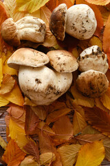 Raw Mushrooms Boletus On A wood table with fall leaves