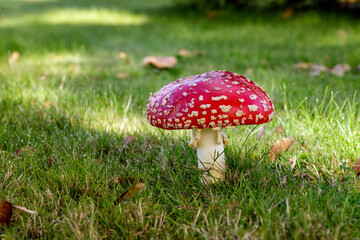 Red Mushroom Growing In Grass