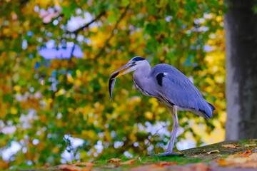 H&eacute;ron cendr&eacute; mange un poissoin