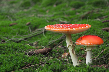 The Fly Agaric (Amanita muscaria) is a poisonous mushroom