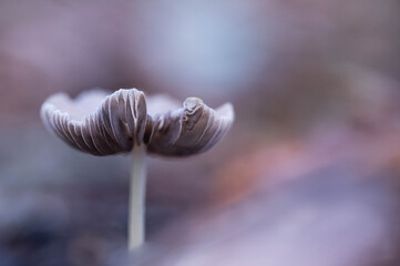 Pilz(e)	
