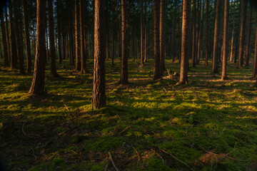Color sunny forest with pine and spruce tree in sunset evening near Utery town