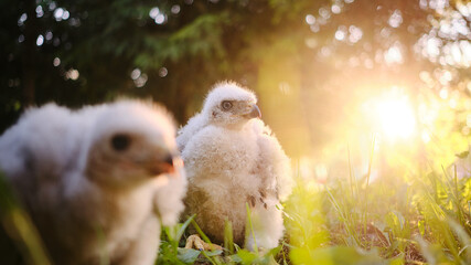 Northern hawk goshawk chick in nest - Accipiter gentilis. © Евгений Вершинин