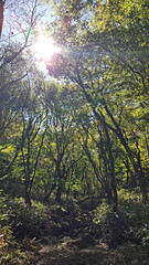 Obraz premium 한국 제주 한라산 숲길