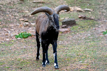 Close-up of Bharal, Himalayan blue sheep or naur