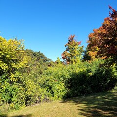 autumn outdoor park trees fall colors trail