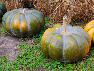 Ripe pumpkins on ground in autumn park