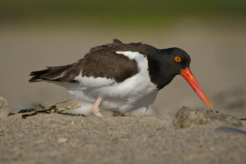 American Oystercatcher Approaching Its Nest On Nauset Beach In Eastham, MA On Cape Cod